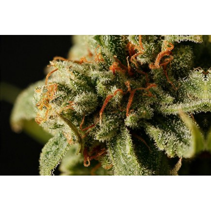 Sweet Deep Grapefruit